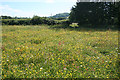 Chetnole: meadow