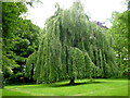 N7897 : A Weeping Beech in Dun na Ri Forest Park by D Gore