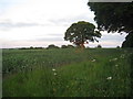 Field between Burgh on Bain and Girsby