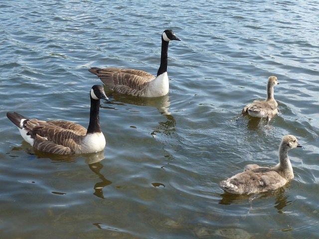 Canada geese with young, Bryn Bach Park,... © Robin Drayton :: Geograph ...