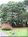 Looking towards the Old Oak, Hill End Hospital Cemetery, St Albans