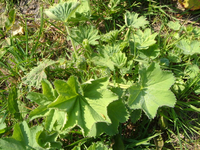 Lady's mantle, Way Down