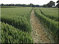 Path Through Wheat Field