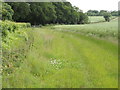 Chalkpit Wood