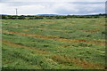 Cut grass near Unsworth Moss Farm