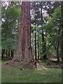 Forest scenery with redwoods, Bolderwood