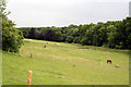 Carshalton Beeches:  Fields with horses