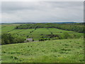 Meadow  to  Partridge  Hill  Farm