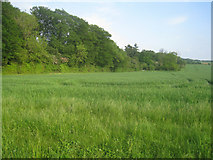 SU5549 : Farmland west of Oakley Park by Mr Ignavy