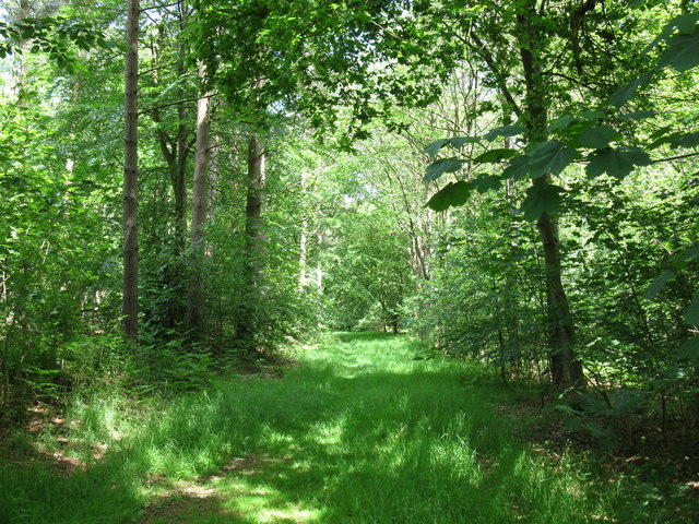 Grassy path in Great Wood © don cload :: Geograph Britain and Ireland