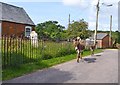 Donkey and Foal on Chapel Lane