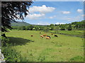 Cattle on riverside meadows by the Forkhill River