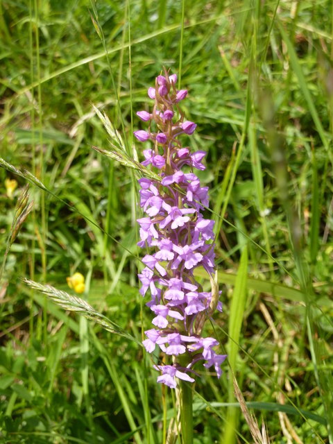 Lydden Temple Ewell National Nature... © pam fray :: Geograph Britain ...