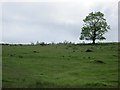 A field above Castlehill Reservoir