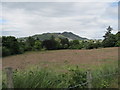 Hay meadow sloping down towards the Forkhill River