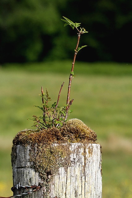 A rowan sapling growing on a post