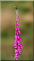 NM9249 : A foxglove by the A828 by Walter Baxter