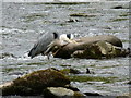 Heron, near Myrtleberry, on the East Lyn river