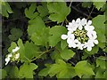 Guelder Rose in the hedge