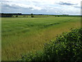 Farmland, Foulden