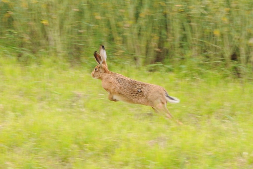 A hare on the run © Philip Halling cc-by-sa/2.0 :: Geograph Britain and ...