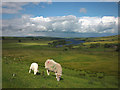 NY9217 : Sheep on the Balderhead Dam by Karl and Ali