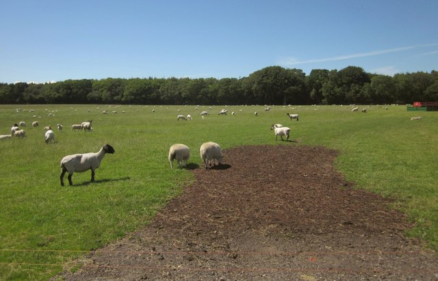Sheep on Colyton Hill
