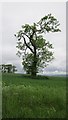 Arable land near Longfauld