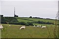 North Devon : Grazing Sheep & Stoodleigh Beacon