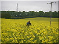 Rape fields