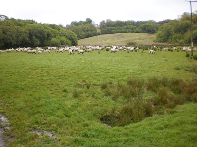 Allt-wen Wood