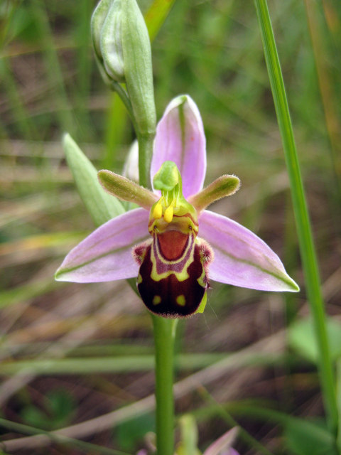 Bee orchid on Scolt Head Island