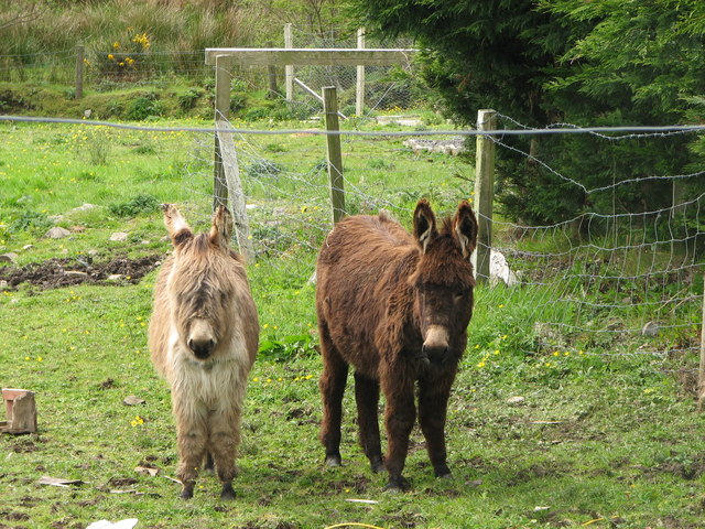 Two Donkeys, Donegal