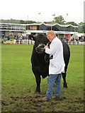 NT1472 : Bull judging in the main ring by Richard Webb