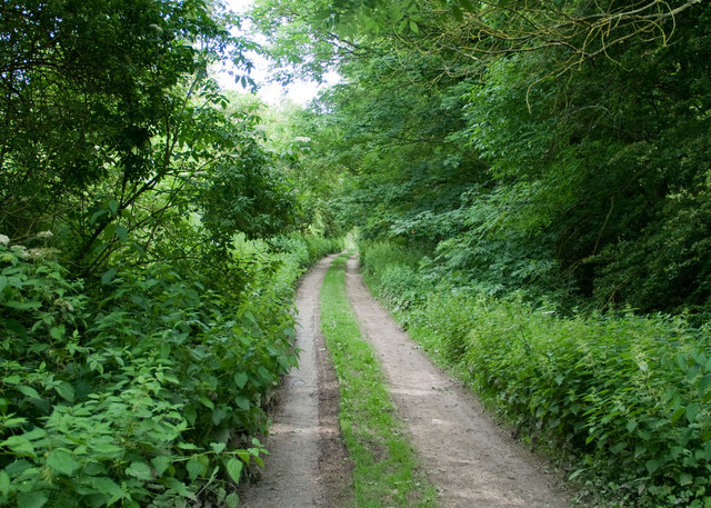 Track, known as Bow Road, through Bow Plantation