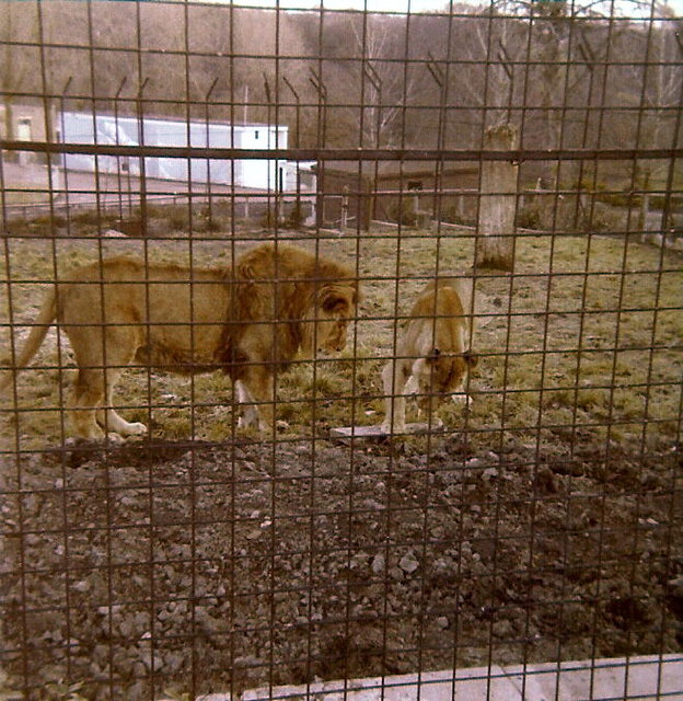 The Lions in the old Glasgow Zoo © Elliott Simpson :: Geograph Britain ...