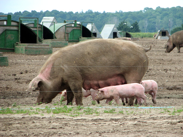 Free-range pigs near Blythburgh © Evelyn Simak :: Geograph Britain and ...