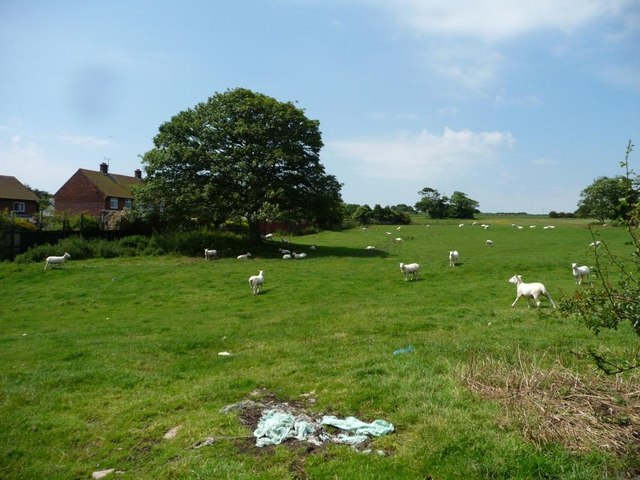 Shorn sheep at Reighton