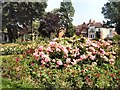 Roses in Scented Garden