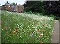 Ripon: The Workhouse Garden wild flower meadow.