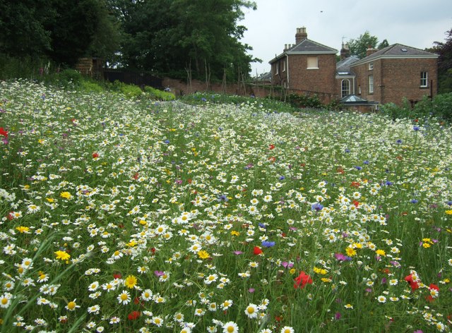 Ripon: the Workhouse Garden wild flower meadow