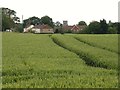 Looking across a field to Barningham