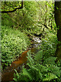 Staly Brook, Castle Clough