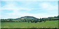 Cattle grazing south of the Drumintee Road