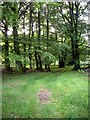 A track through trees near Loanhead