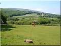 Field behind the churchyard, Throwleigh