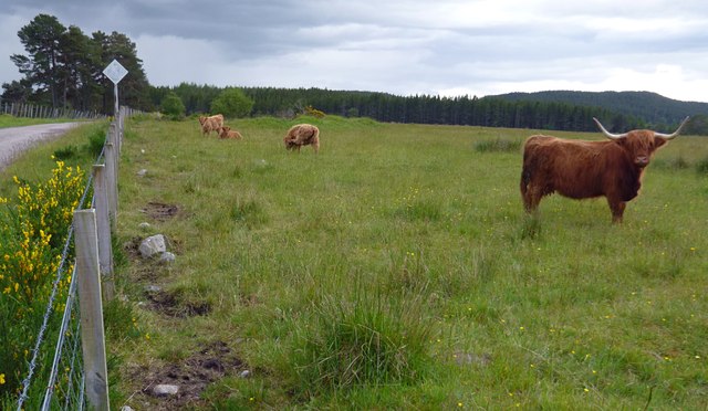 Highland cattle, near Clunes