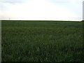 Crop field near Warren Farm