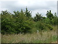 Trees beside the A606