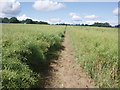 Footpath through ripening rape seed from Bridgefoot towards the A1